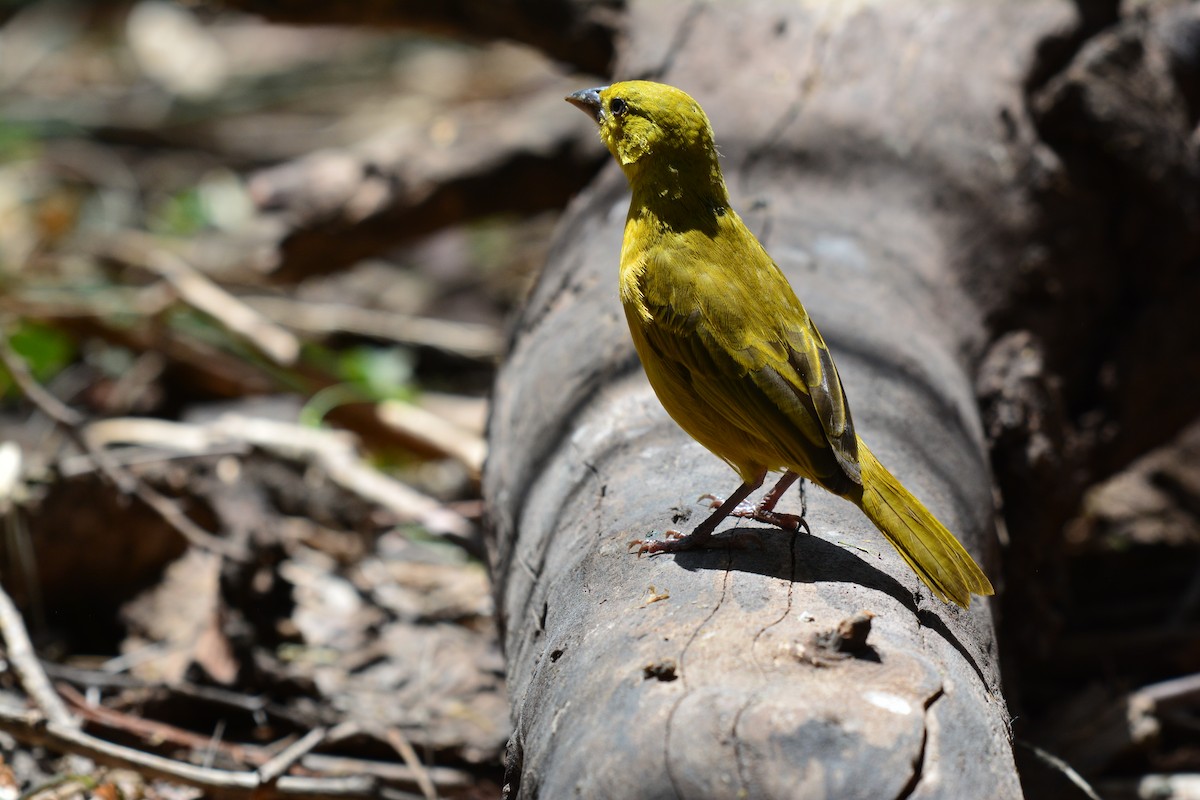 Holub's Golden-Weaver - ML645483416