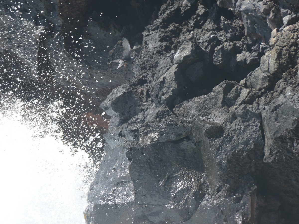 Black Noddy (melanogenys) - ML645483417