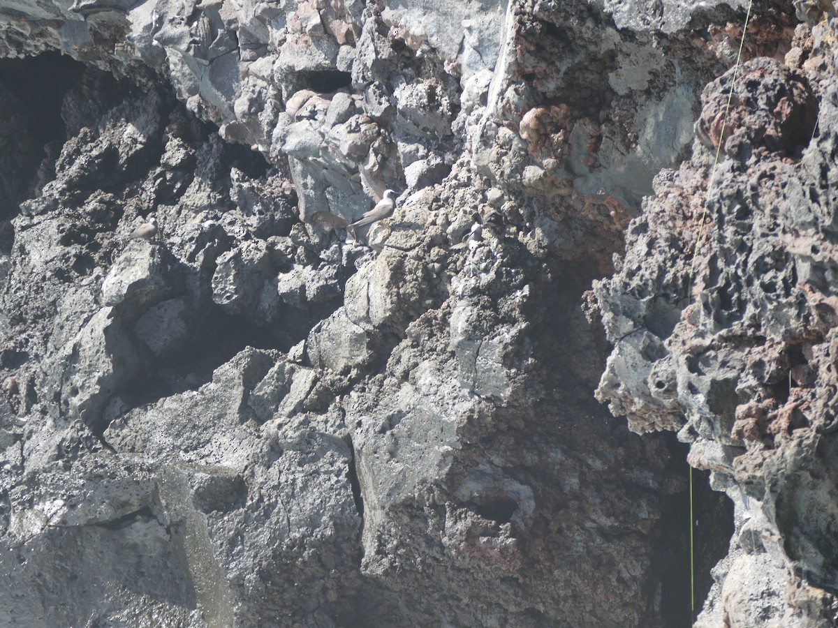 Black Noddy (melanogenys) - ML645483418