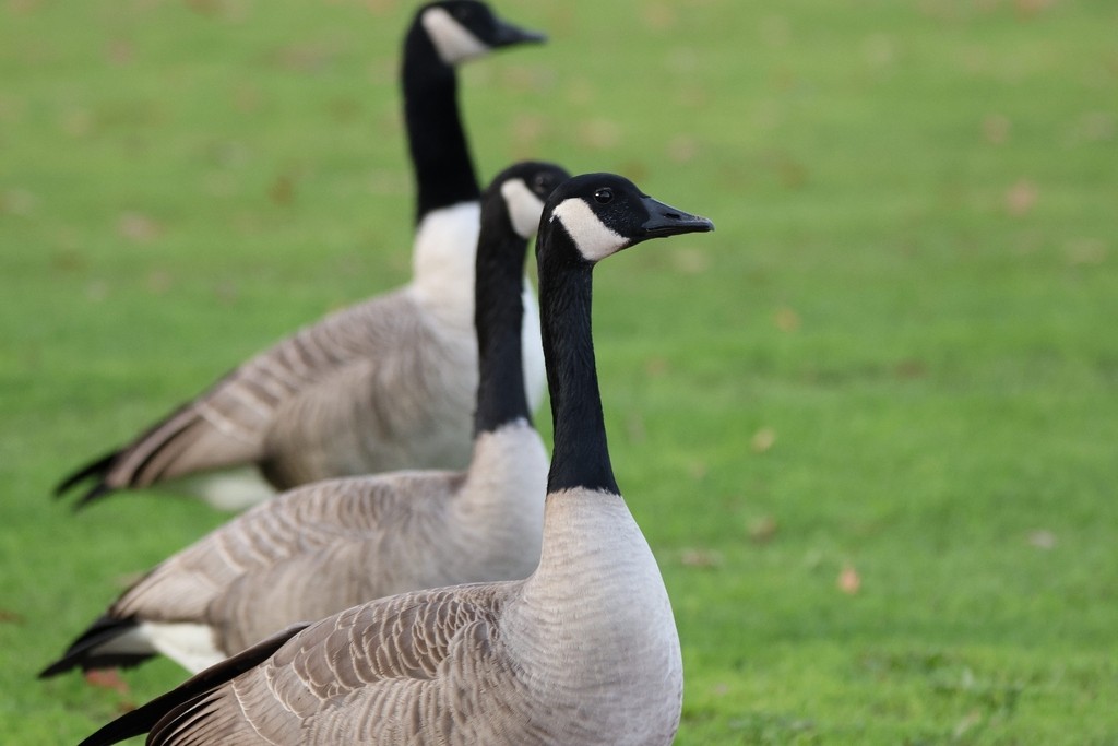 Barnacla Canadiense Grande - ML645483443