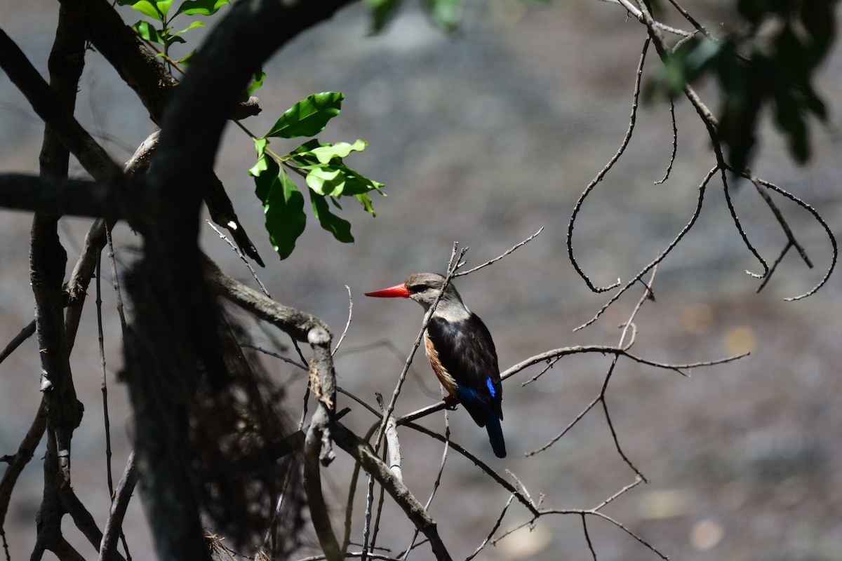 Martin-chasseur à tête grise - ML645483446