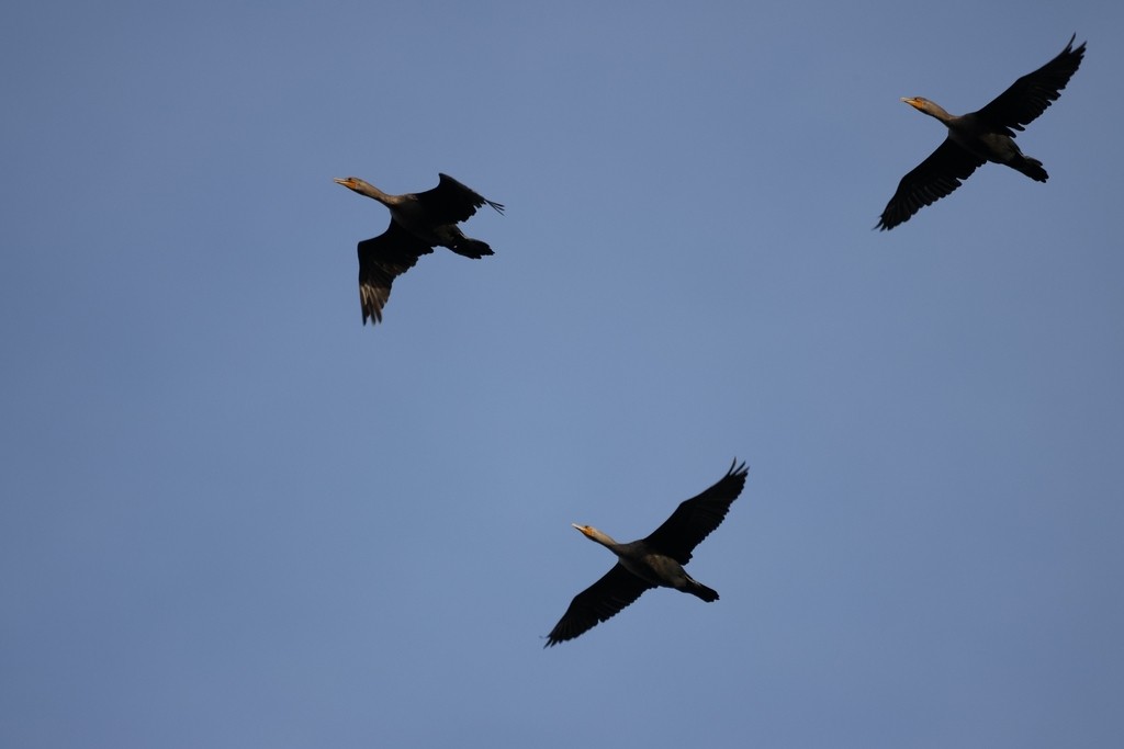 Cormoran à aigrettes - ML645483448