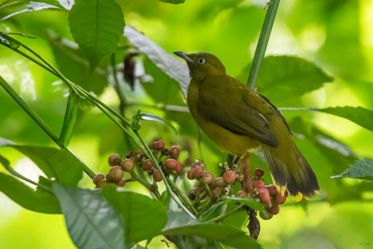 Andaman Bulbul - ML645483453