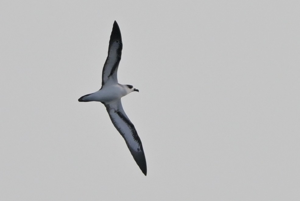 Pétrel diablotin - ML645483454