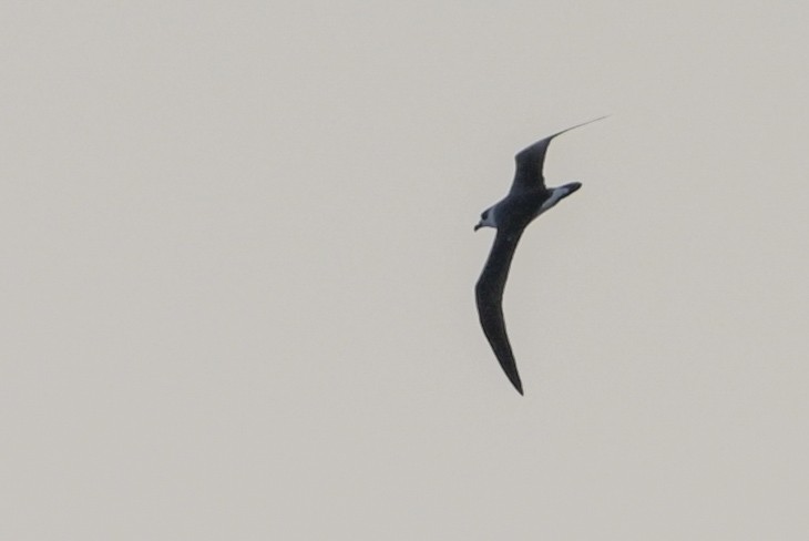 Pétrel diablotin - ML645483455