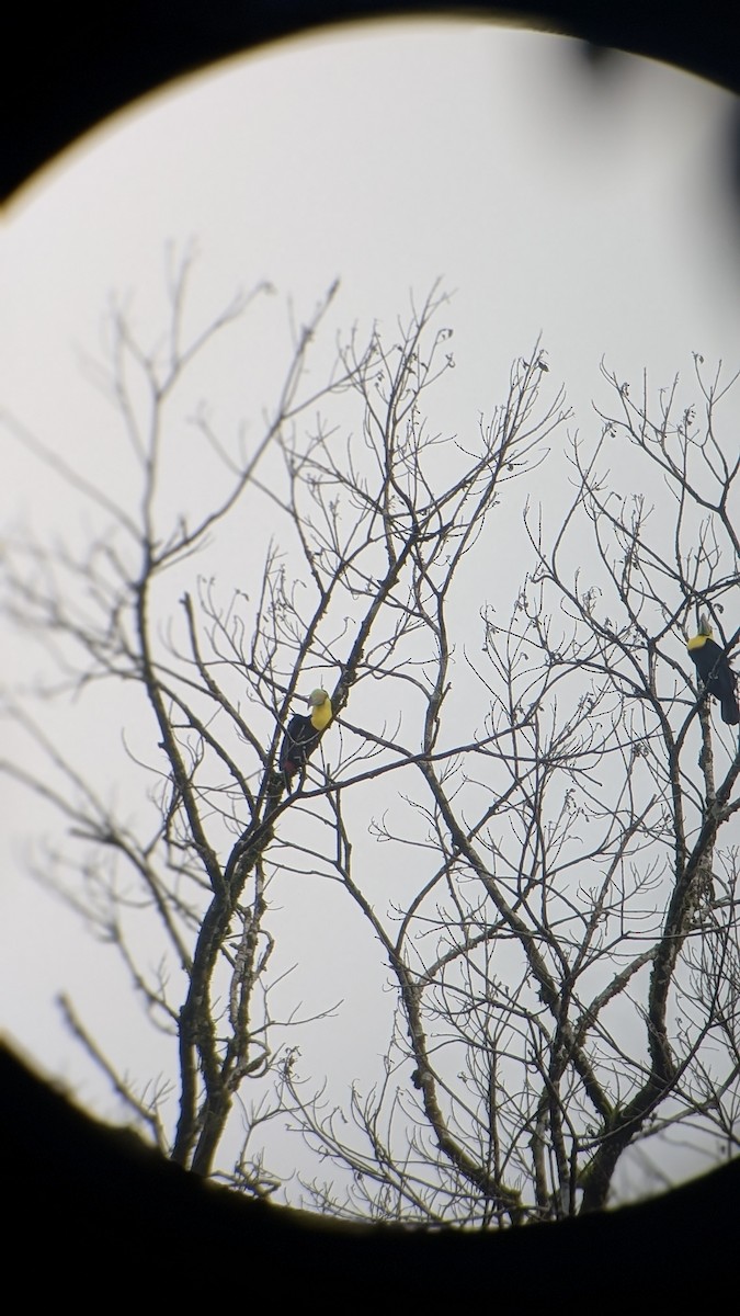 Keel-billed Toucan - ML645483462