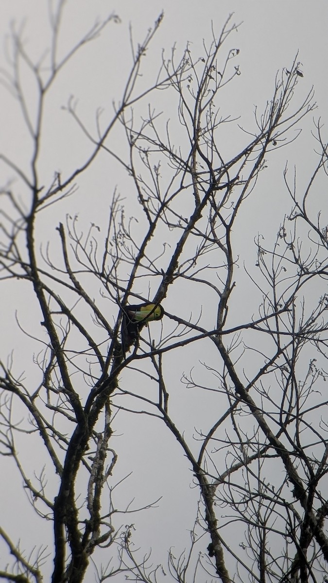 Keel-billed Toucan - ML645483463