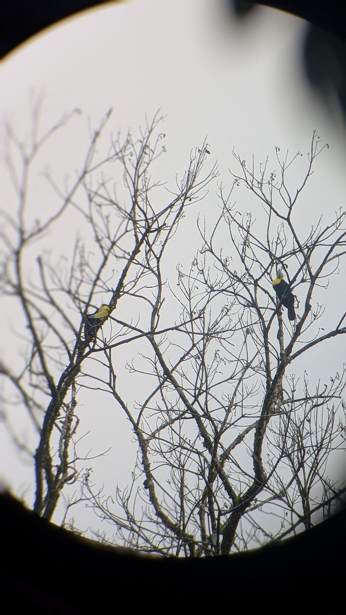 Keel-billed Toucan - ML645483464