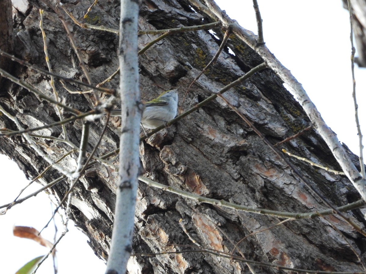 Chestnut-sided Warbler - ML645483465