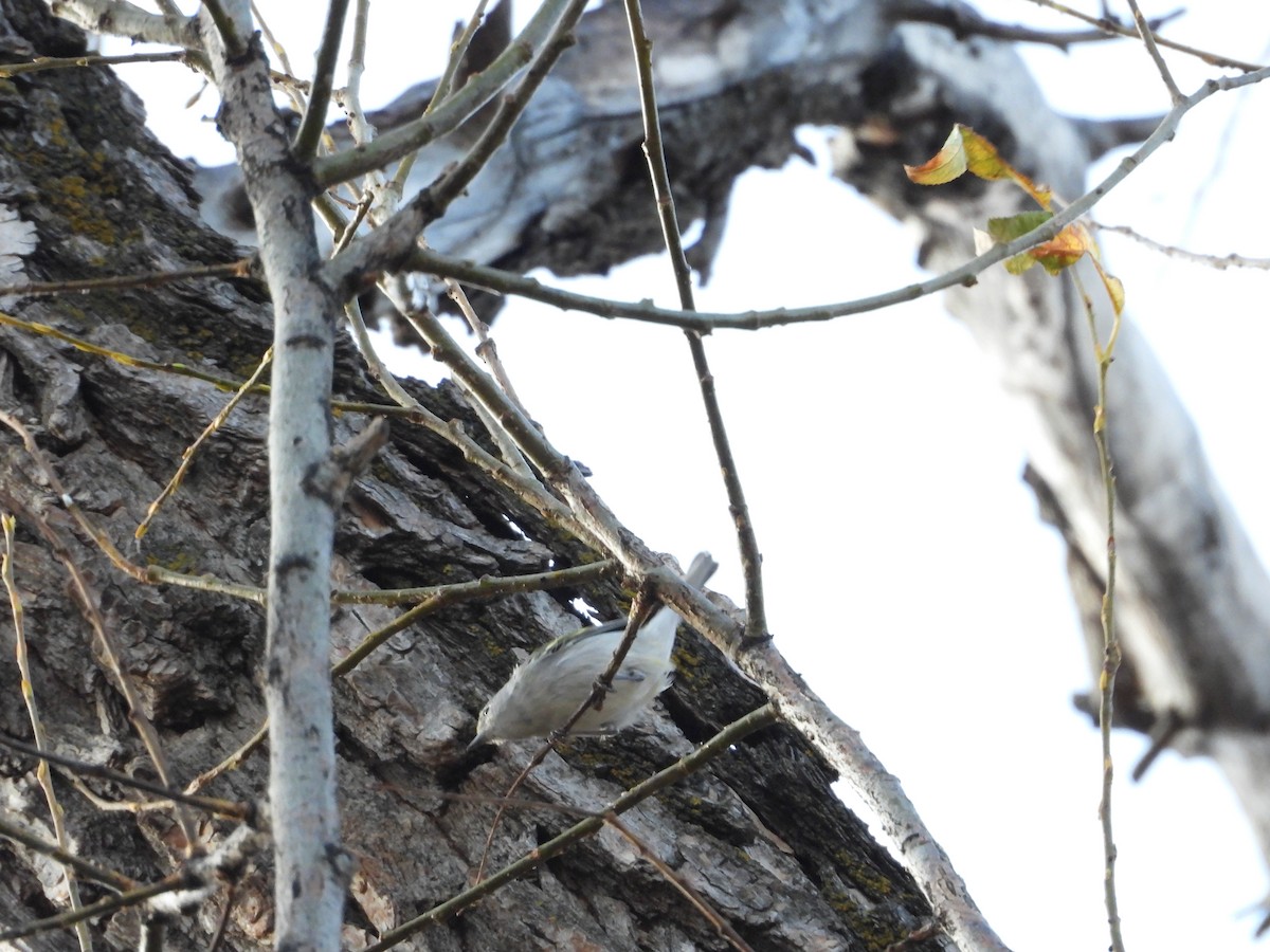 Chestnut-sided Warbler - ML645483466