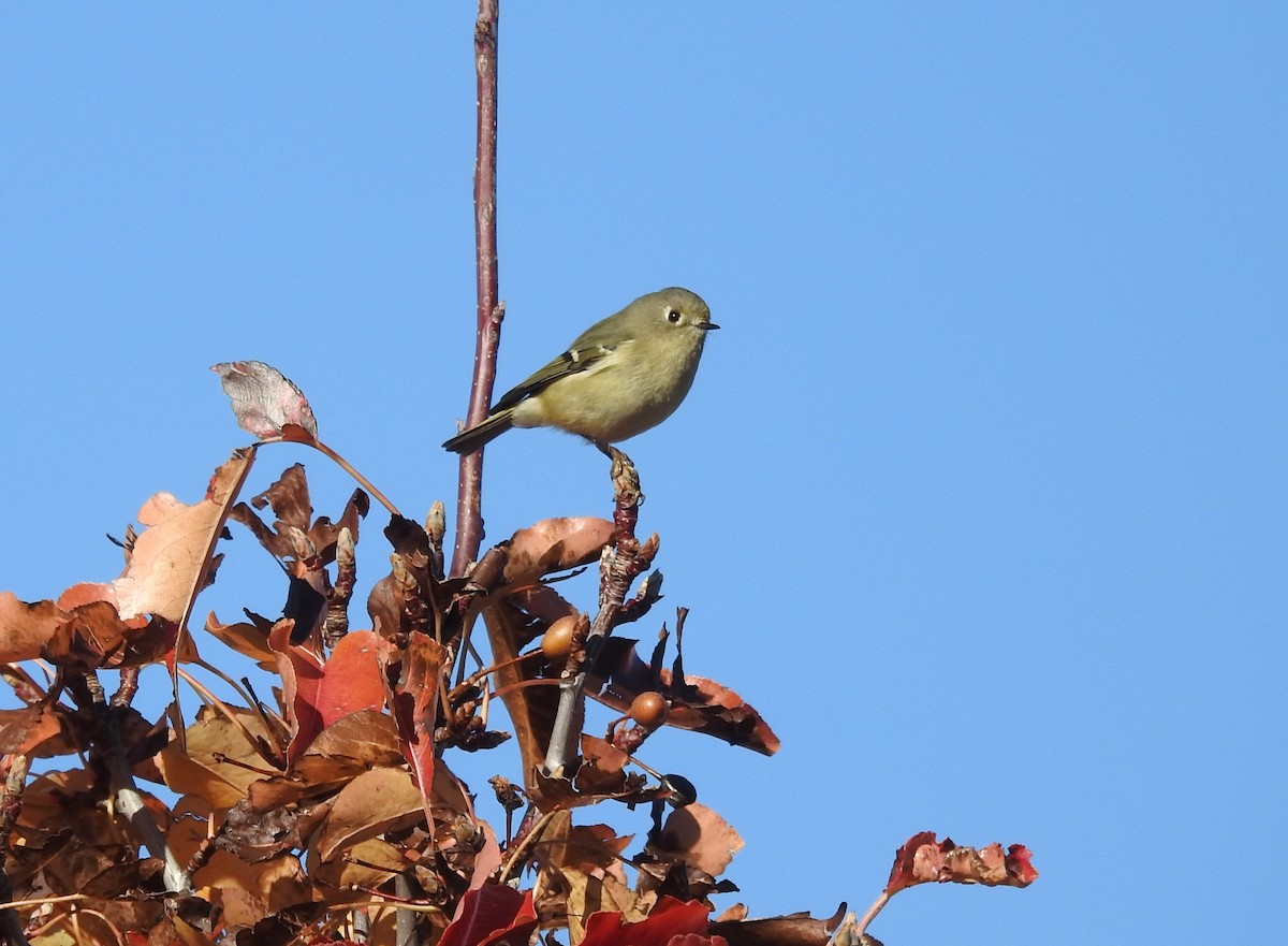Ruby-crowned Kinglet - ML645483482