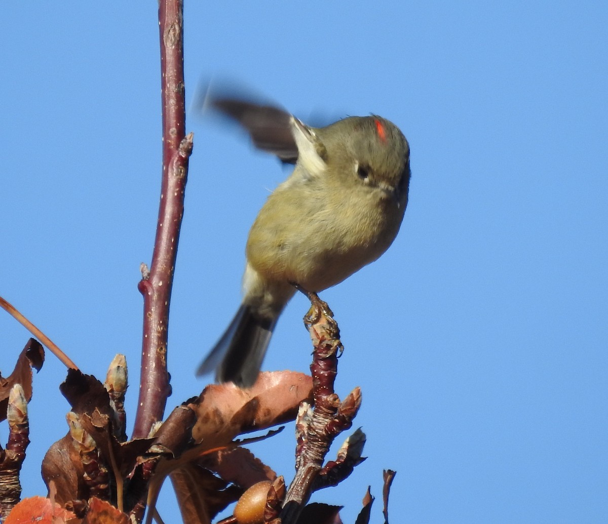 Ruby-crowned Kinglet - ML645483483