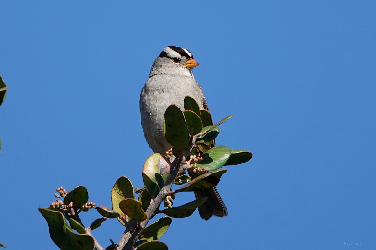 Porsuk Serçesi - ML645483485