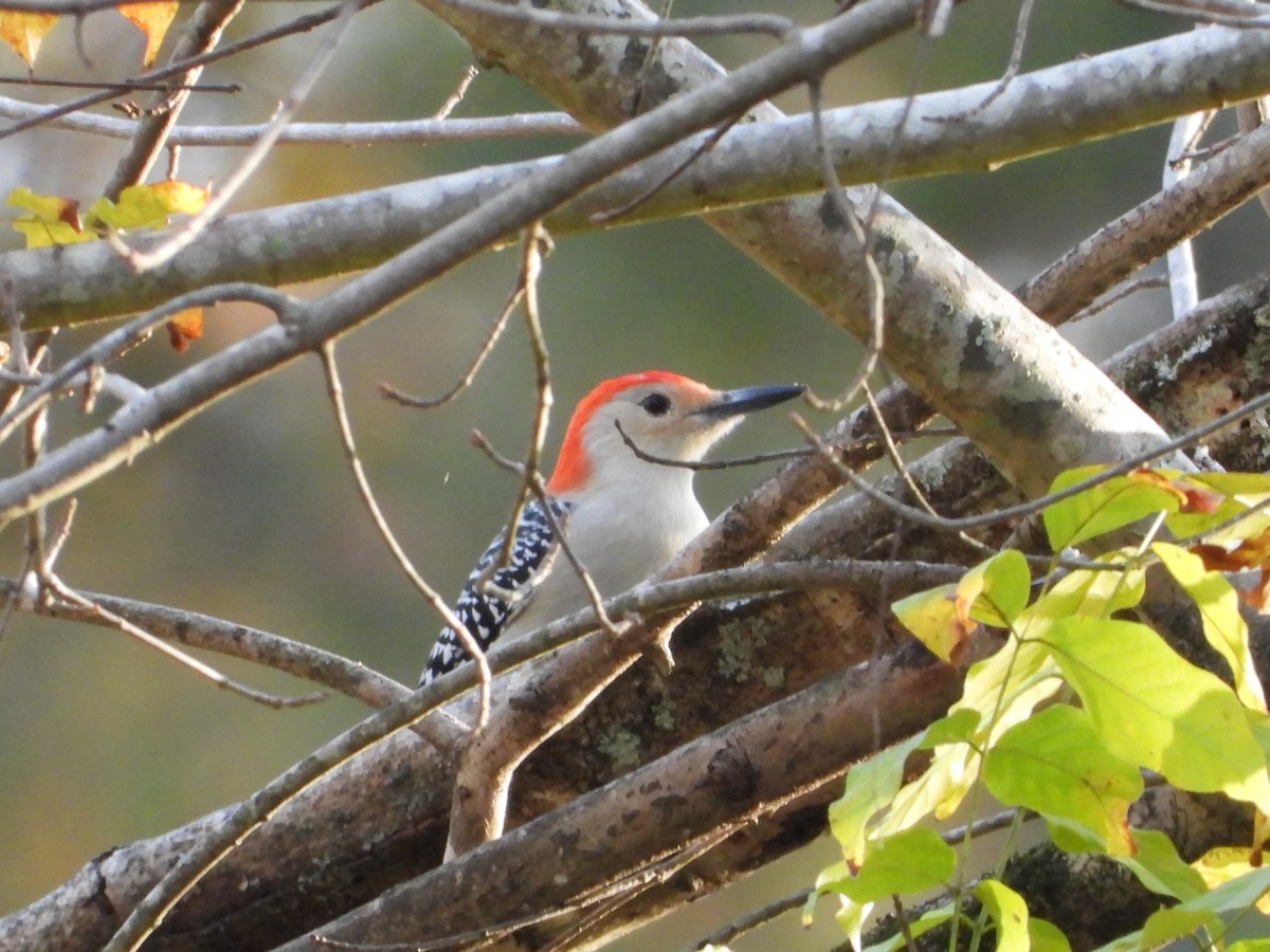 Red-bellied Woodpecker - ML645483489