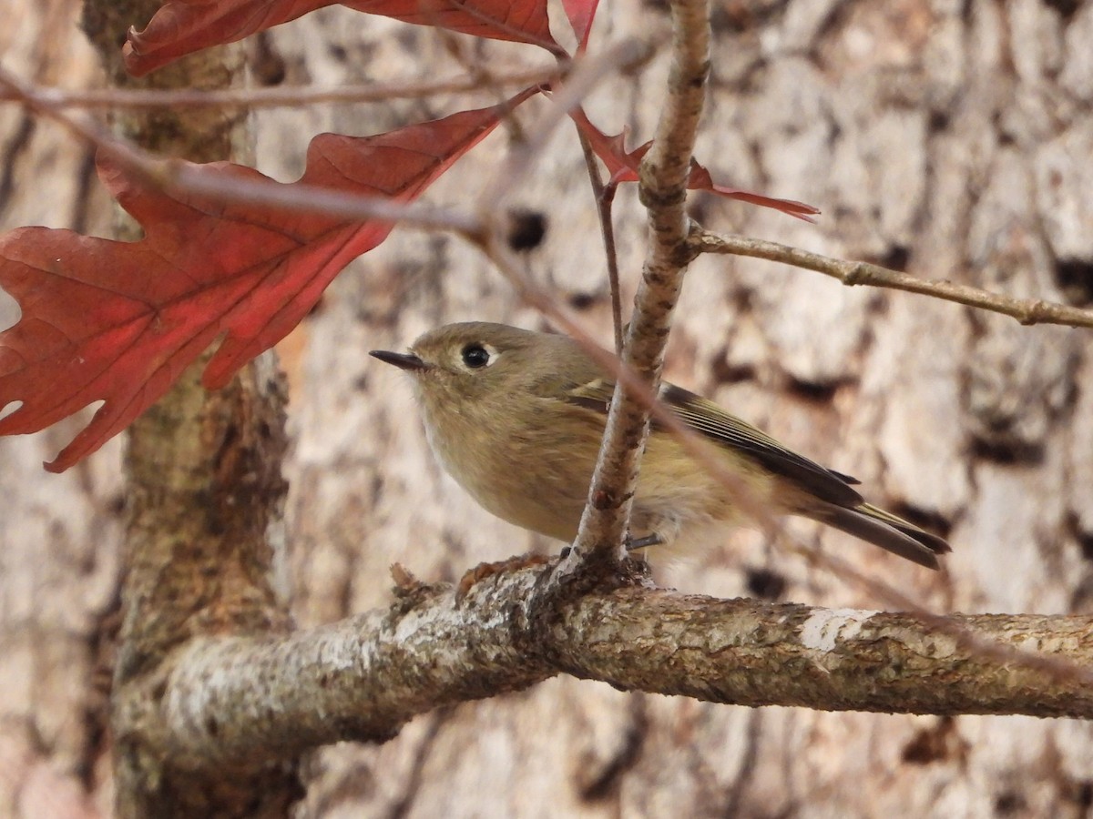 Ruby-crowned Kinglet - ML645483493