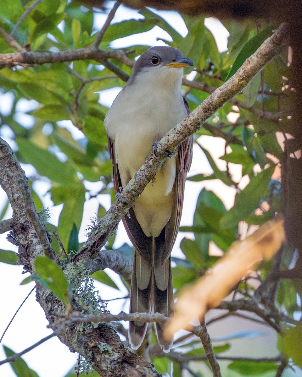 Yellow-billed Cuckoo - ML645483494