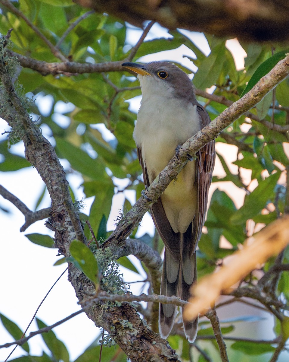 Yellow-billed Cuckoo - ML645483495
