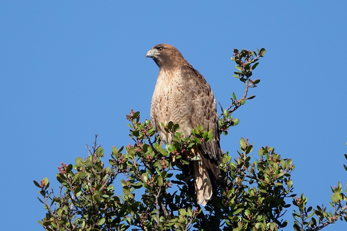 rødstjertvåk - ML645483503