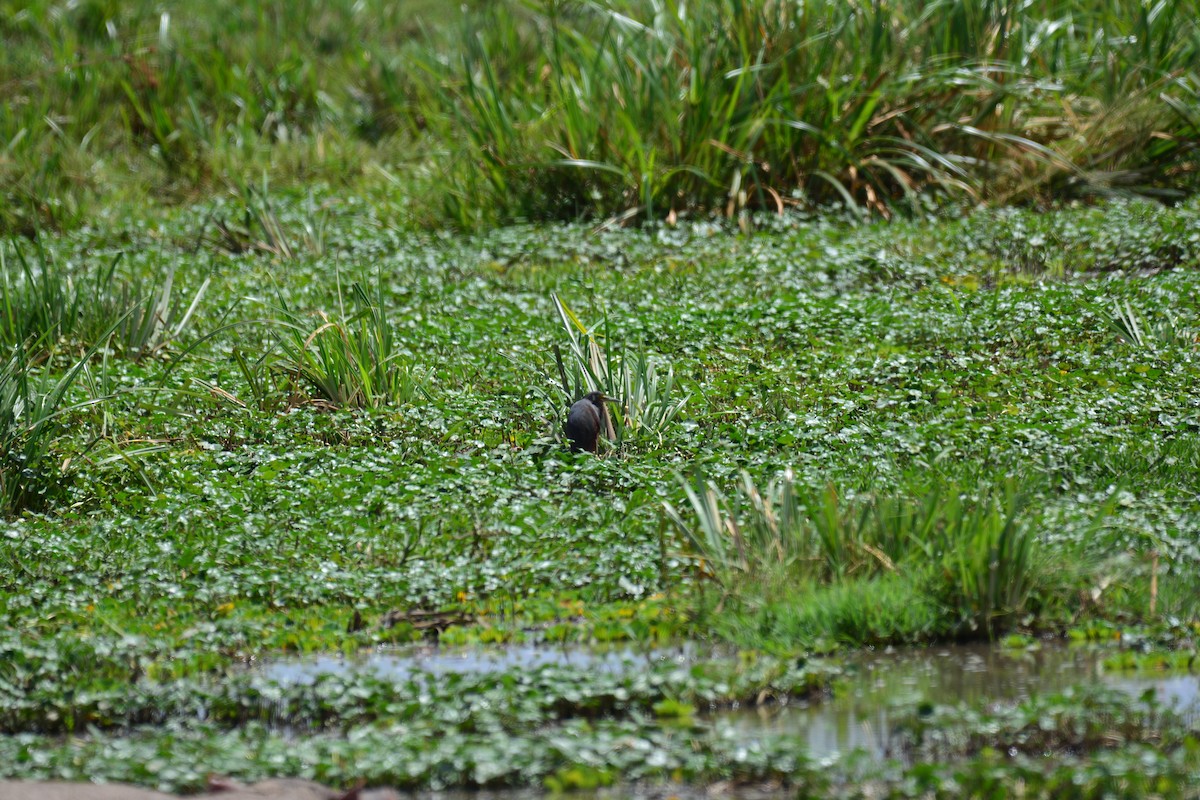 Рыжебрюхая цапля - ML645483507