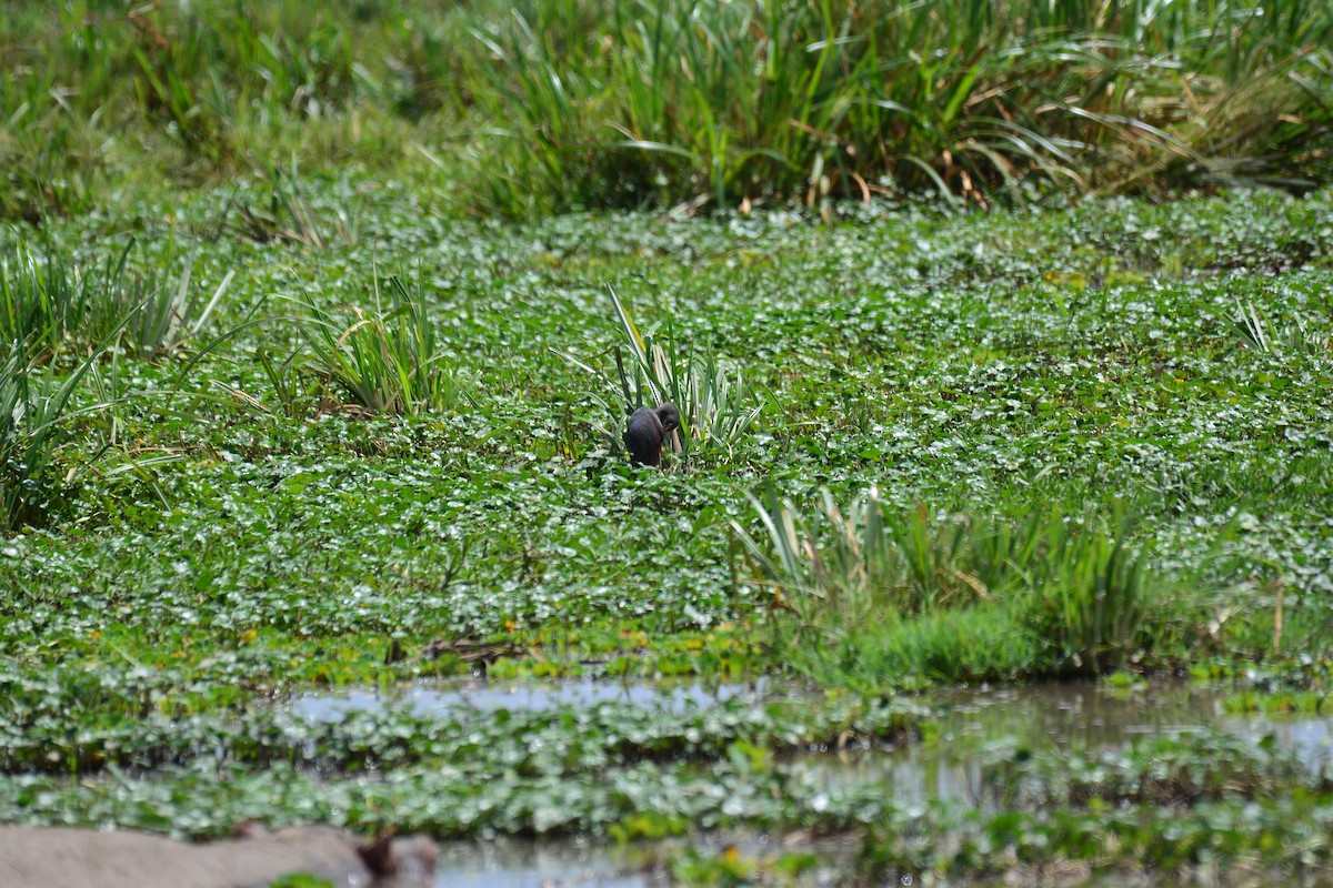 Рыжебрюхая цапля - ML645483508