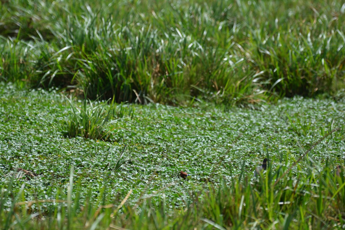 Héron mélanocéphale - ML645483510