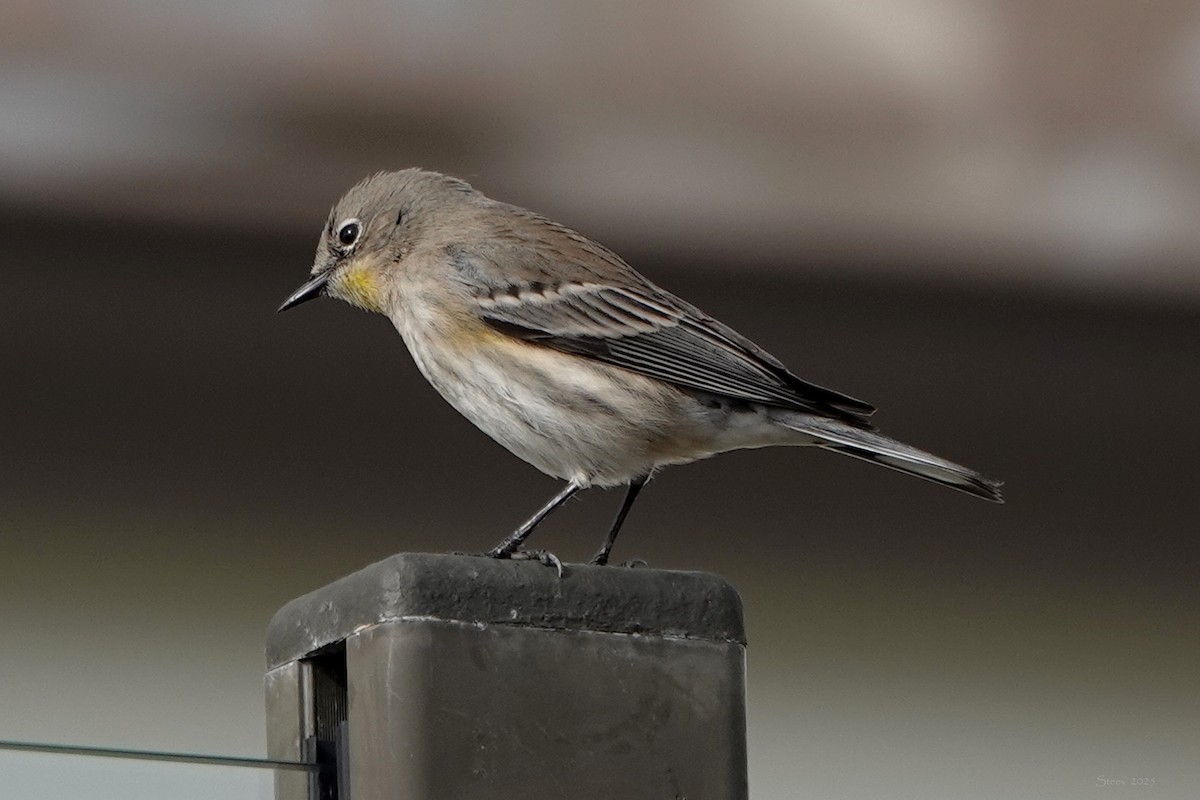 Yellow-rumped Warbler - ML645483518