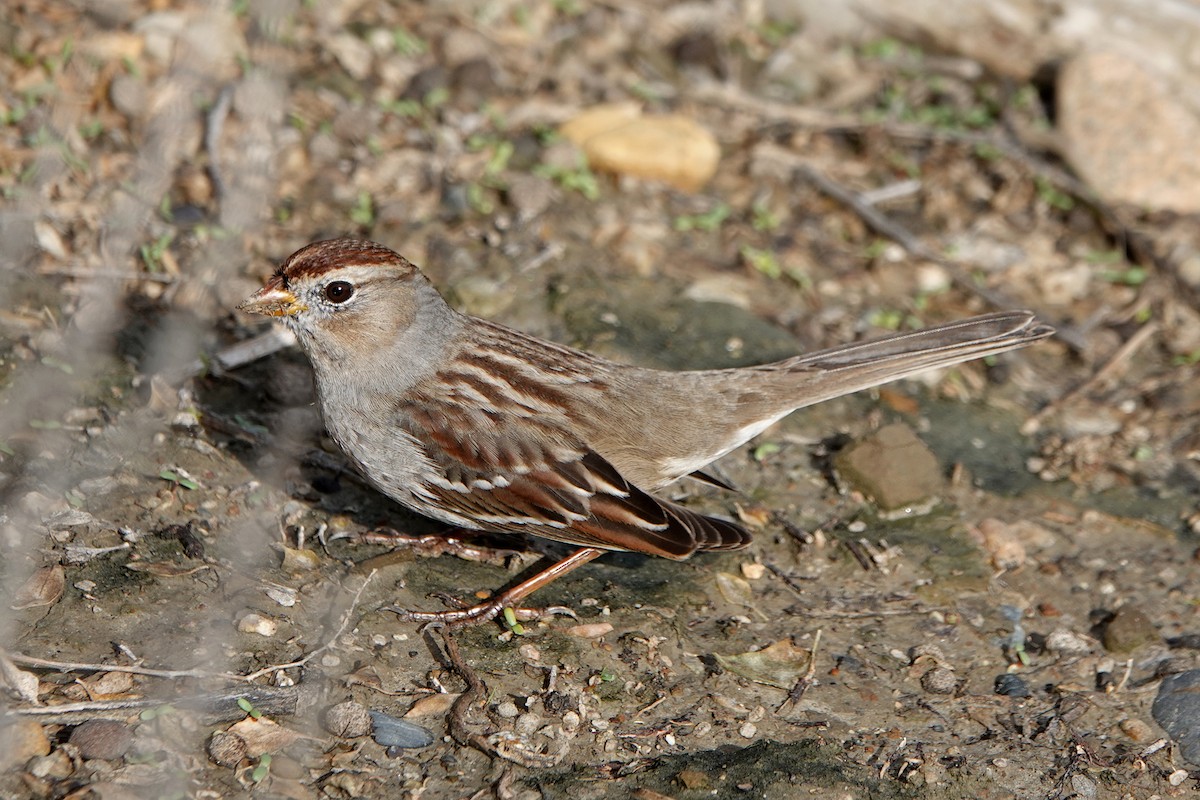 Porsuk Serçesi - ML645483520