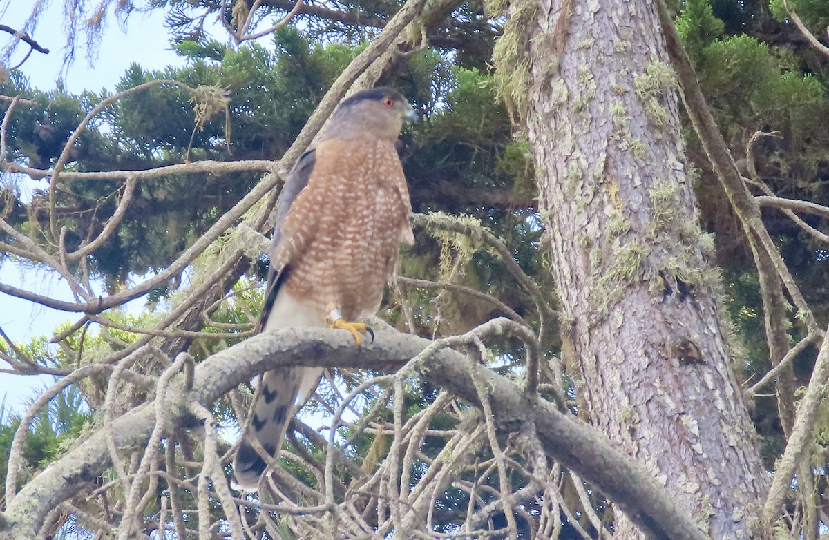 Cooper's Hawk - ML645483522