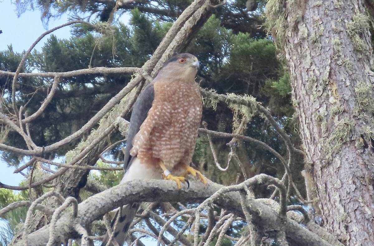 Cooper's Hawk - ML645483523