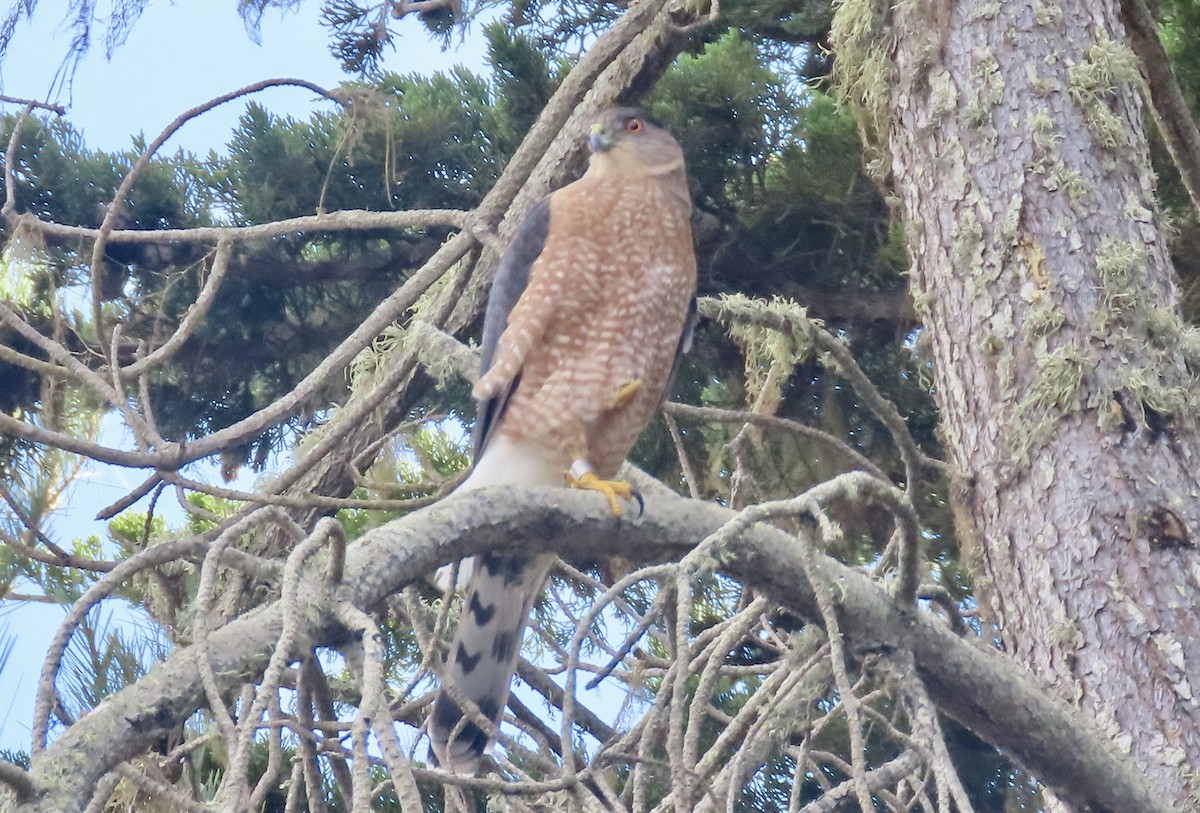 Cooper's Hawk - ML645483525
