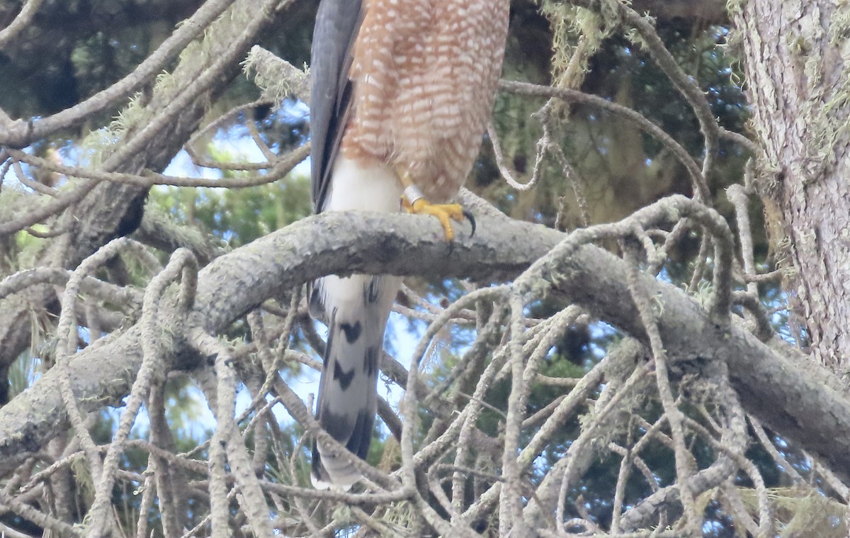 Cooper's Hawk - ML645483526
