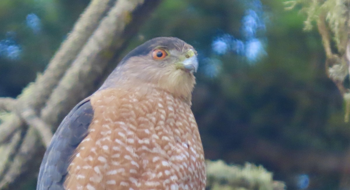 Cooper's Hawk - ML645483532