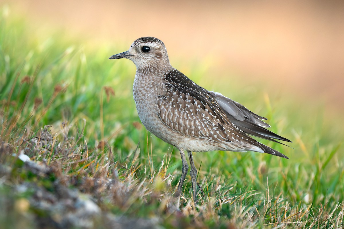 American Golden-Plover - ML645483533