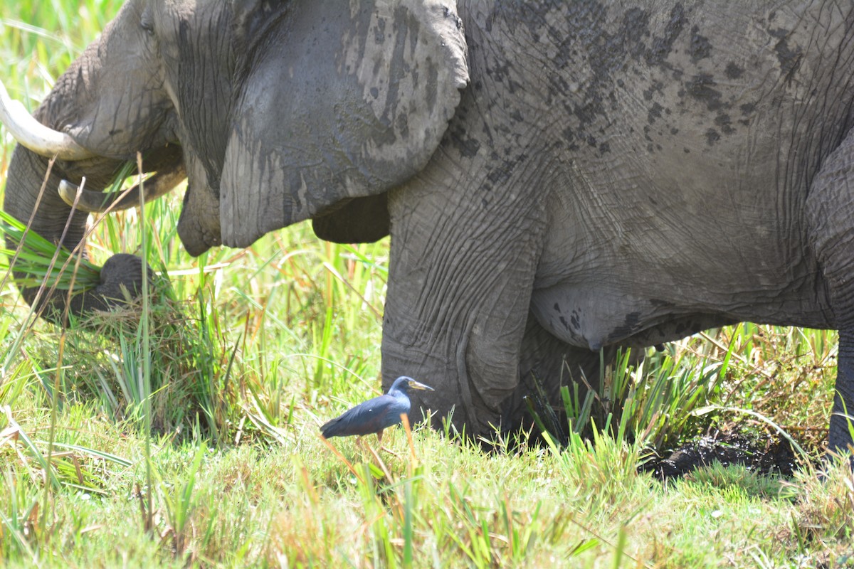 Рыжебрюхая цапля - ML645483536