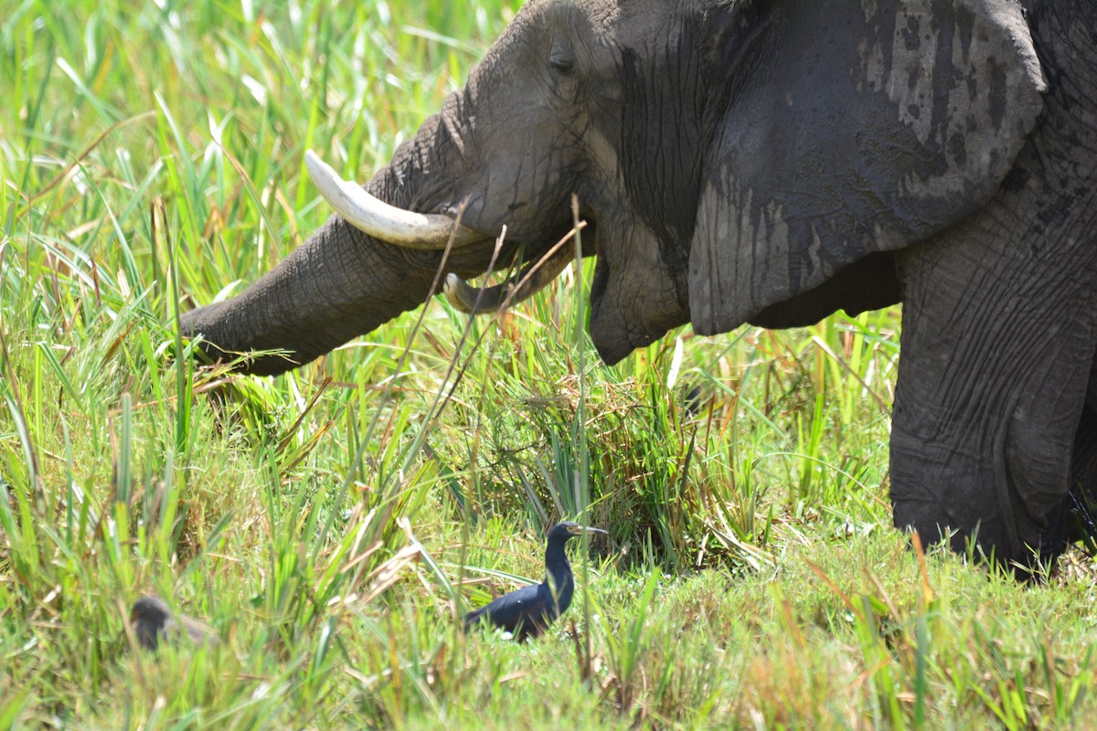 Рыжебрюхая цапля - ML645483537