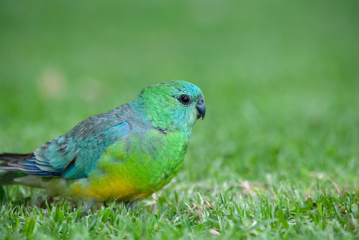 Red-rumped Parrot - ML645483541