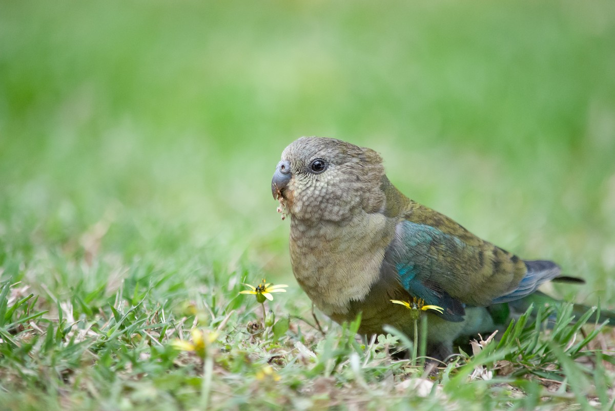 Red-rumped Parrot - ML645483542