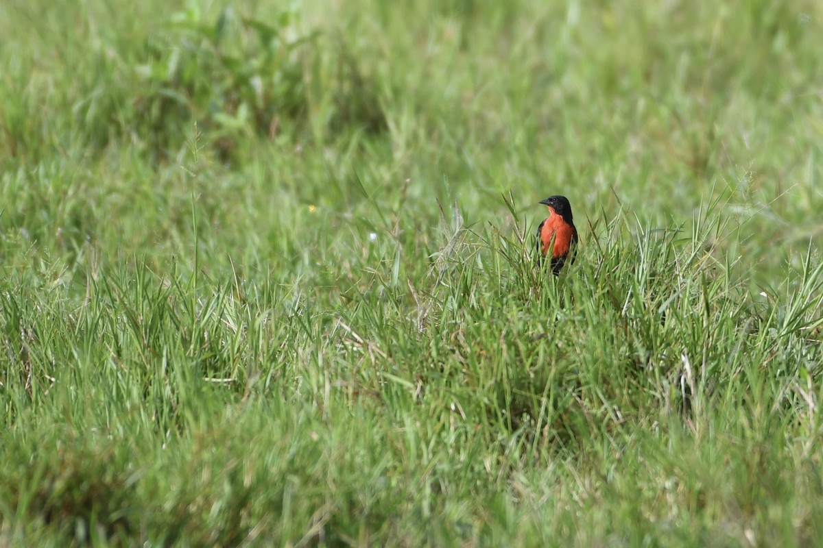 Sturnelle militaire - ML645483544