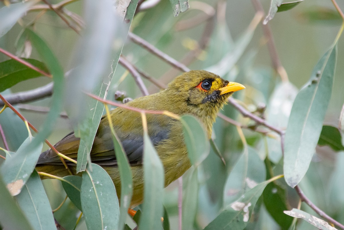 スズミツスイ - ML645483545