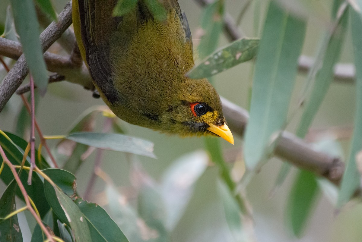 スズミツスイ - ML645483546