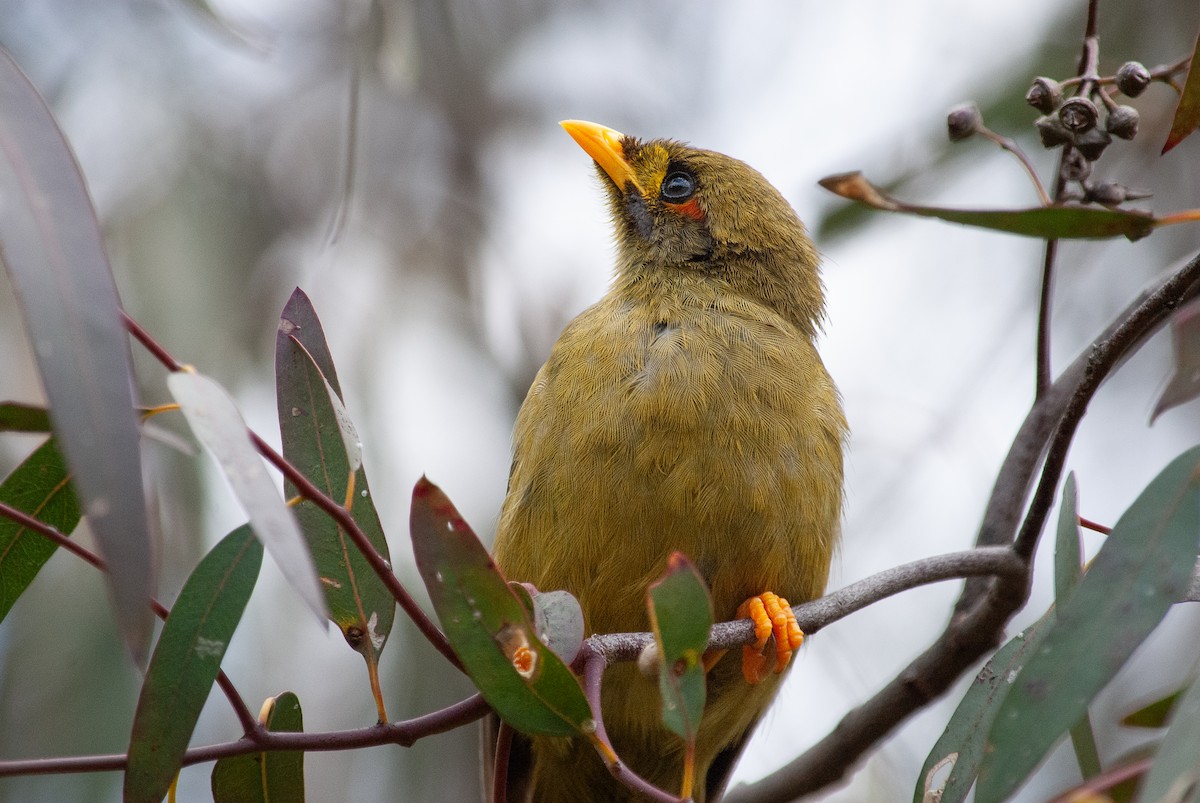 スズミツスイ - ML645483547