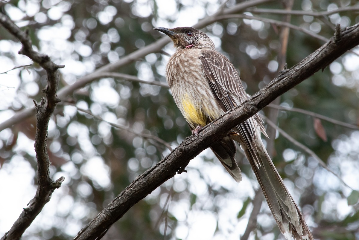 Red Wattlebird - ML645483549