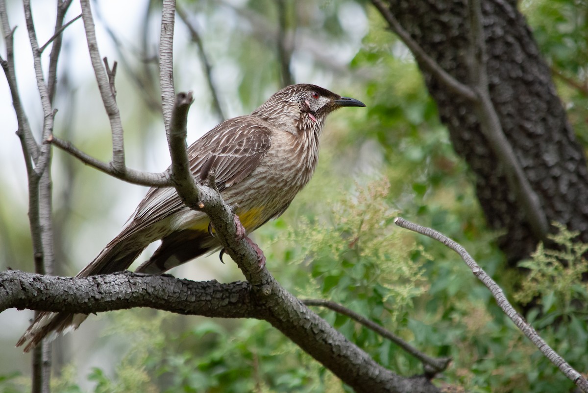Red Wattlebird - ML645483550