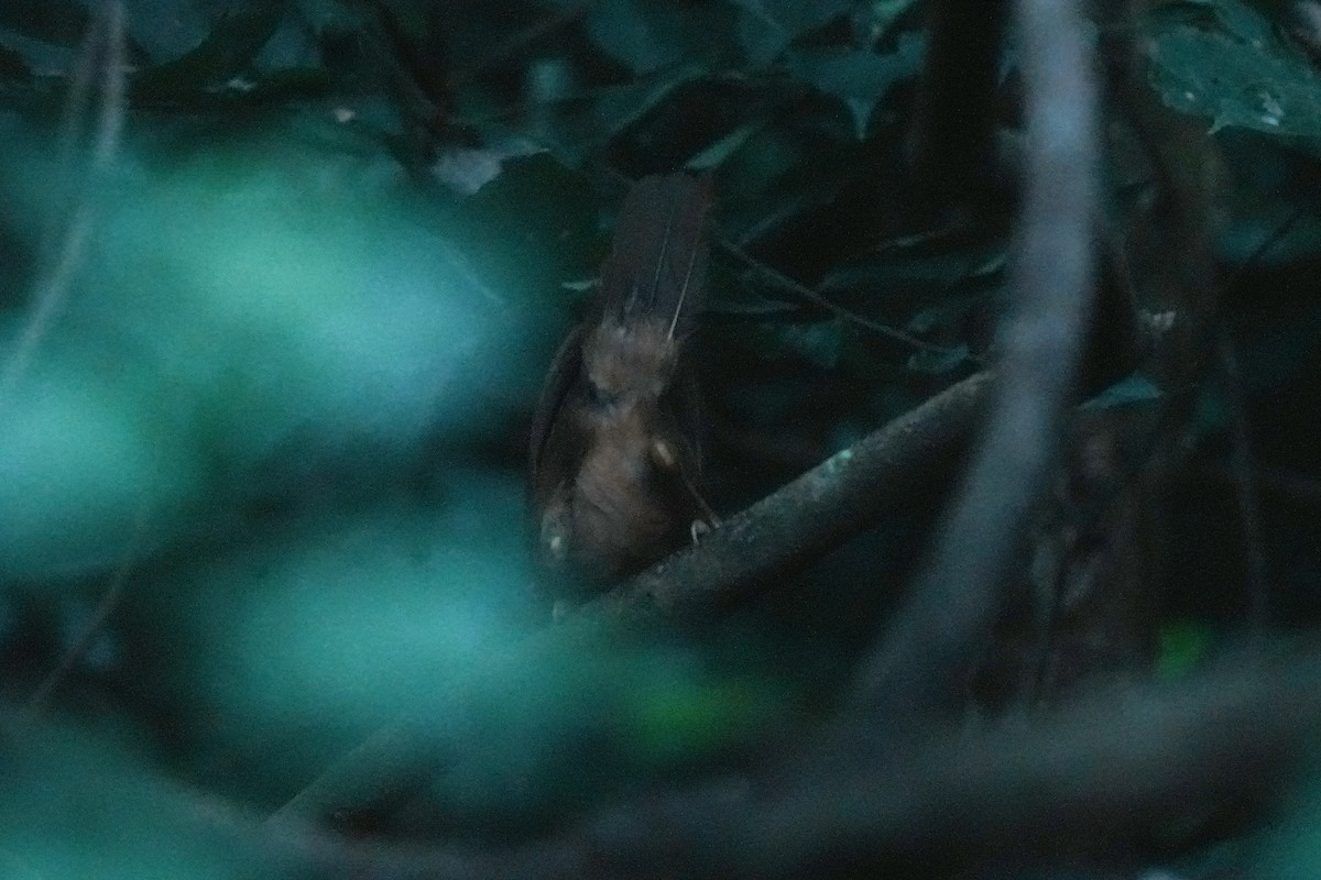 Rufous Babbler - ML645483579