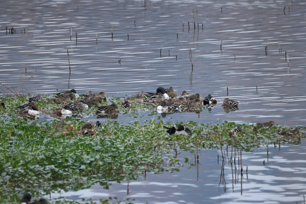 Ahate mokozabal zuria - ML645483587