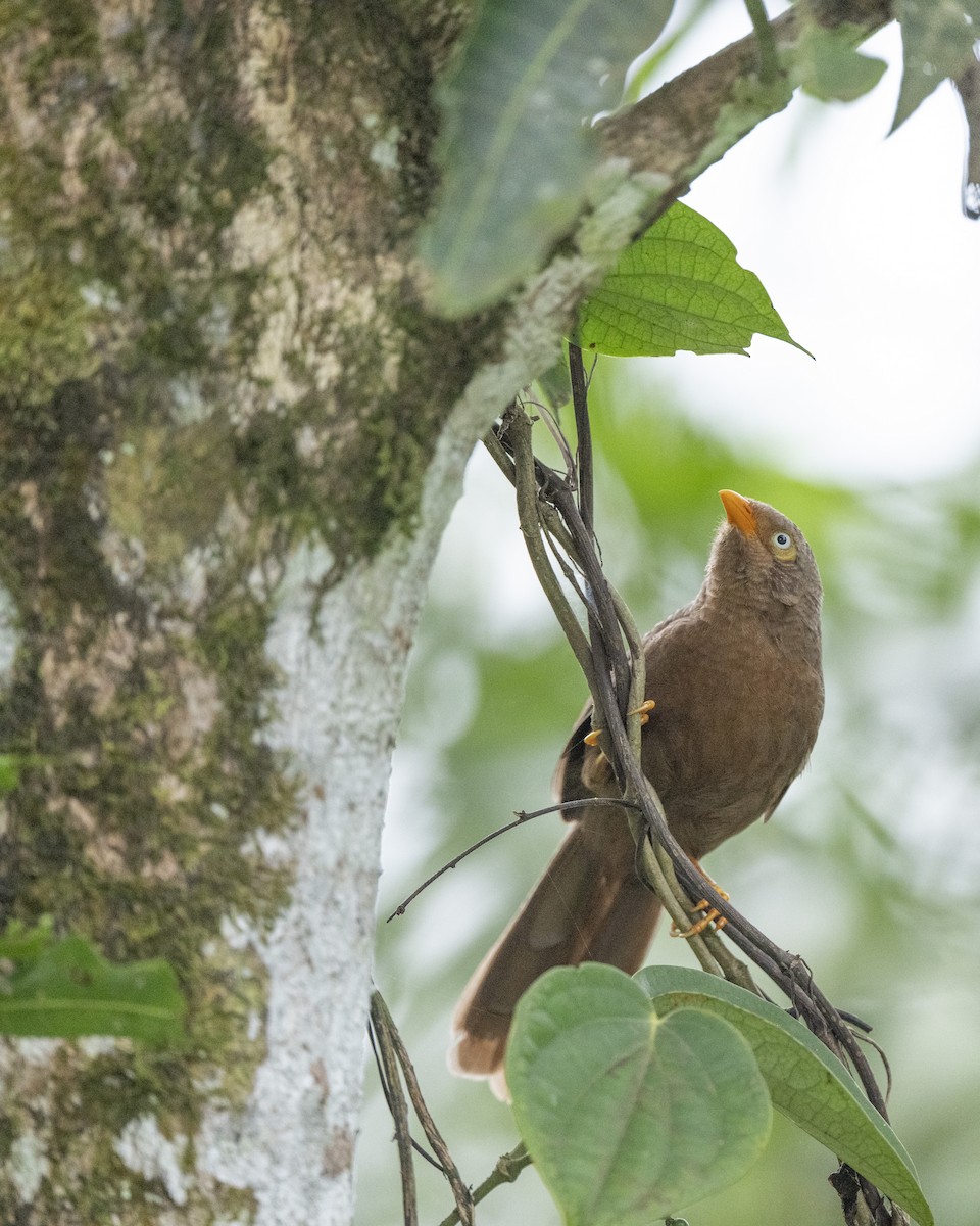 Orange-billed Babbler - ML645483588