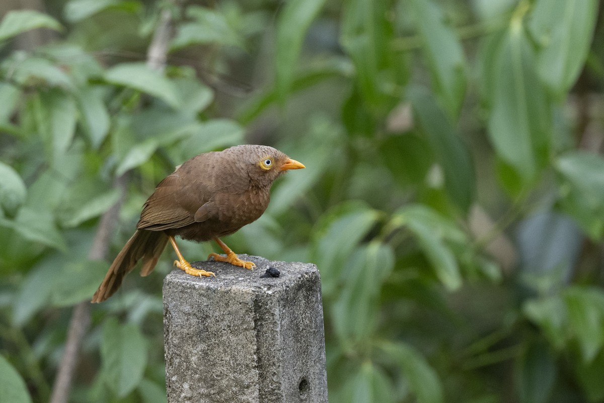 Orange-billed Babbler - ML645483589