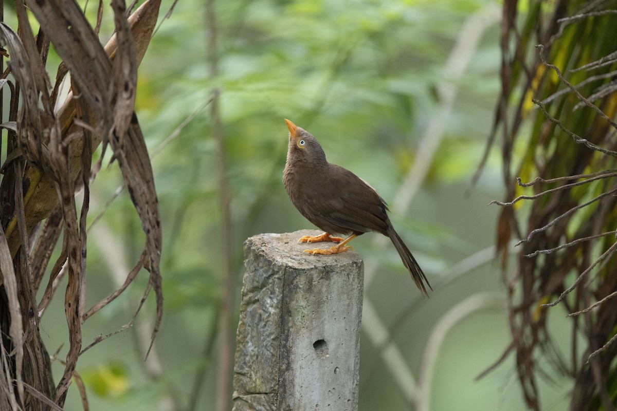 Orange-billed Babbler - ML645483590