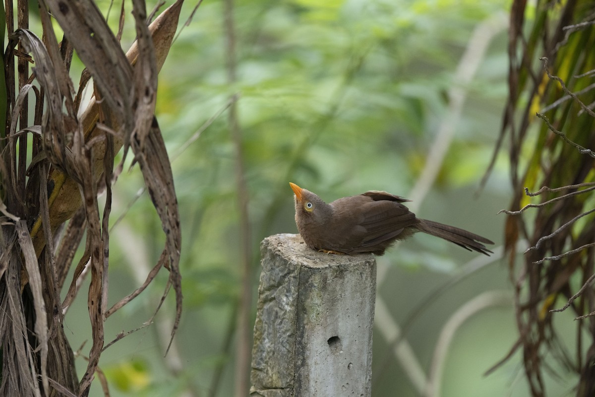 Orange-billed Babbler - ML645483591