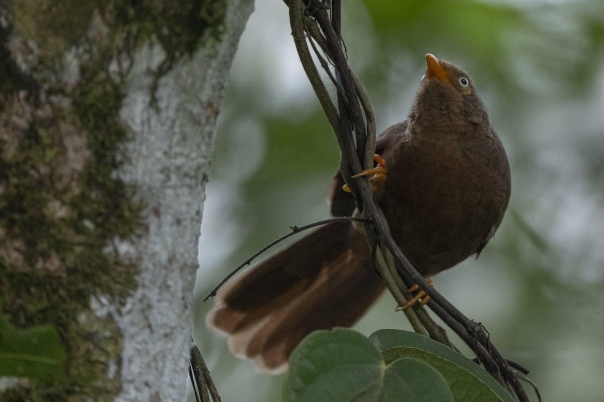 Orange-billed Babbler - ML645483592